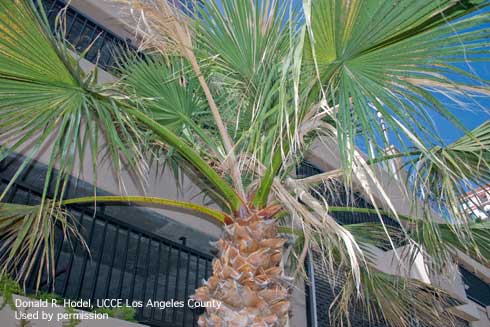 Newly emerged leaves of a California fan palm, <i>Washingtonia filifera</i>, killed by pink rot, caused by <i>Nalanthamala vermoeseni</i>. Note the diamond scale, a fungal disease caused by <i>Phaeochoropsis neowashingtoniae</i>, which likely stressed this palm, making it susceptible to pink rot.