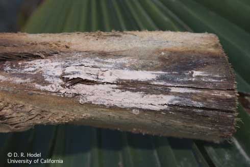 Pinkish spore masses, from which the disease derives its name, are often present with pink rot, caused by <I>Nalanthamala vermoeseni.</>.