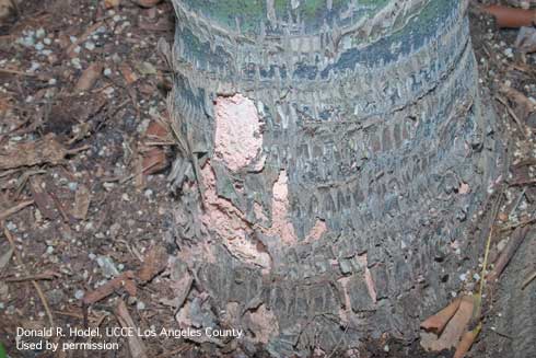 Trunk of a kentia palm, <i>Howea forsteriana</i>, with pink rot, caused by <i>Nalanthamala vermoeseni</i>. Note the pink spore masses.