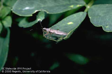 Adult damsel bug, Nabis sp.