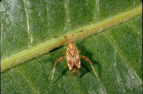 Adult buckeye bug, <i>Neurocolpus longirostris</i>.