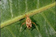 Adult buckeye bug.