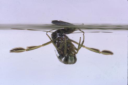 Adult backswimmer, <I>Notonecta</I> sp.