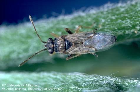 Adult false chinch bug.