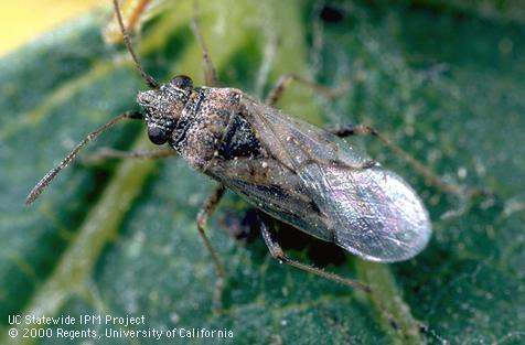 Adult false chinch bug, <i>Nysius raphanus.</i>.