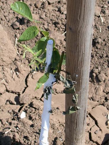 Young walnut foliage killed by false chinch bugs.