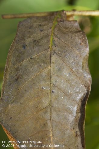 Dark fecal spots on the surface of a walnut leaflet killed by false chinch bugs.