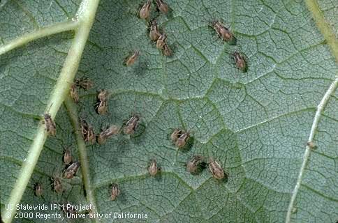 Nymph of false chinch bug.