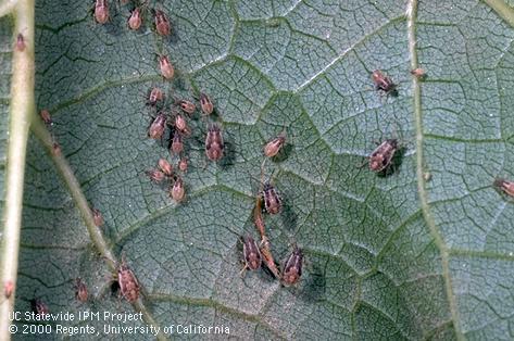 Nymph of false chinch bug.