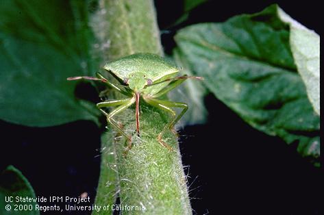 Adult southern green stink bug, <i>Nezara viridula</i>.