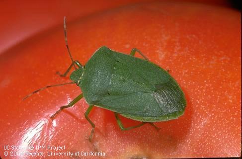 Adult southern green stink bug.