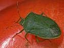 Southern green bug
