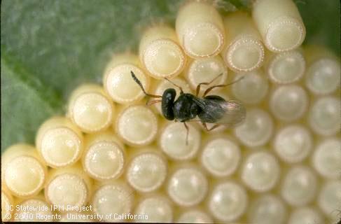 Egg of Southern green stink bug.