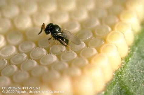 Adult female <i>Trissolcus basalis</i> parasitic wasp laying an egg in an egg of southern green stink bug, <i>Nezara viridula</i>.