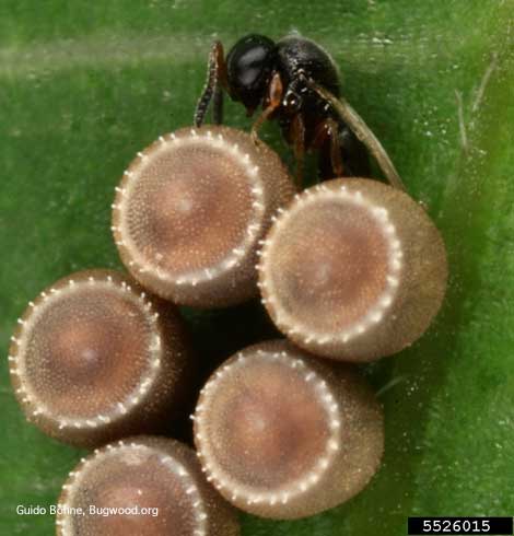 Adult <i>Trissolcus basalis</i> parasitic wasp examining stink bug eggs.