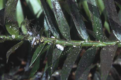 Adult females and nymphs of golden mealybug, <I>Nipaecoccus aurilanatus</I>, sooty mold, and mealybug destroyer, <I>Cryptolaemus montrouzieri</I>, larvae on bunya-bunya or monkey puzzle tree foliage.