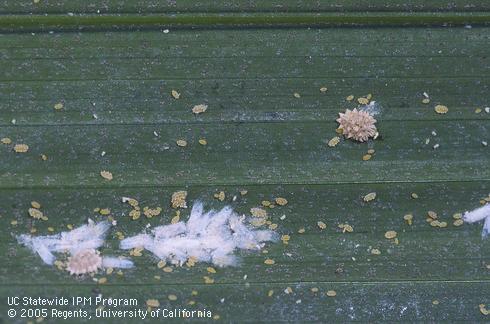 Adult females, nymphs, and waxy egg mass of coconut mealybug, <I>Nipaecoccus nipae.</I> .