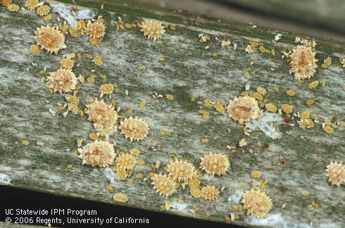 Adult females and nymphs of coconut mealybug, <I>Nipaecoccus nipae.</I> .