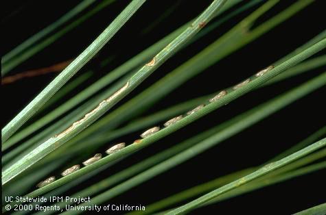 Oblong, hatched eggs of a pine sawfly, <i>Neodiprion fulviceps,</i> and a pine needle with egg-laying niches chewed by the adult female.