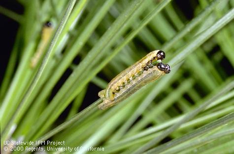 Conifer sawfly, <i>Neodiprion fulviceps,</i> larvae feeding on pine needles.