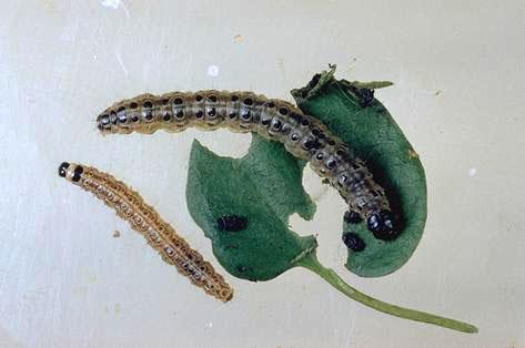 The larvae of lucerne moth.