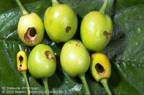 Green fruitworm damage to immature cherry fruit.