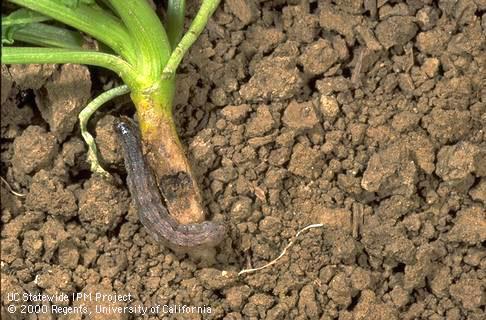 Crop damage by cutworm.