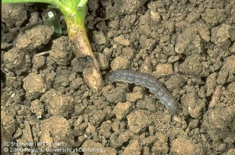 Crop damage by cutworm.