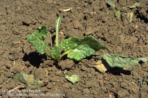 Crop damage by cutworm.