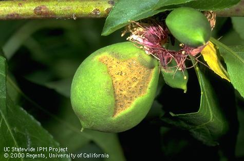 Green fruitworm feeding injury to young, developing peach fruit.