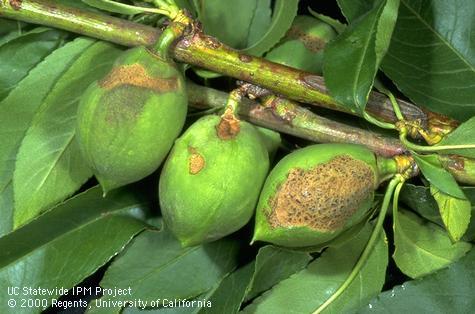 Green fruitworm feeding injury to young, developing peach fruit.