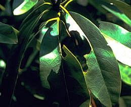 Cutworm damage to rhododendron