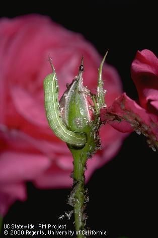 Larva of a green fruitworm.