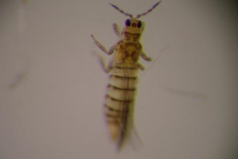 Adult <I>Neohydatothrips burungae</I> closely resembles avocado thrips. Like avocado thrips, it has three red head spots but is often darker than avocado thrips and the brown bands occur only on the top of the abdomen and not underneath.