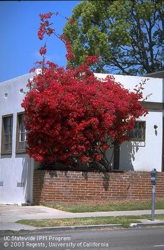 Bougainvillea 'San Diego Red' or 'Scarlett O'Hara'.