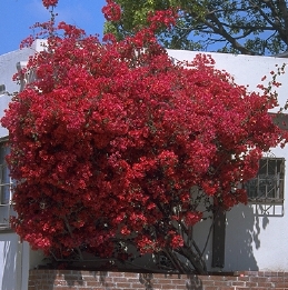 Red leaves of Bougainvillea