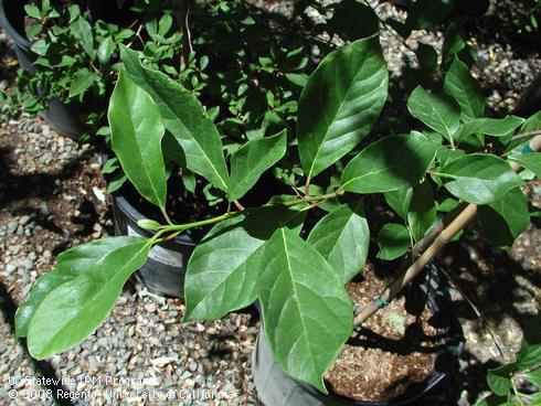 Foliage of sour gum, <I>Nyssa sylvatica</I>.