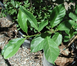 Foliage of sour gum