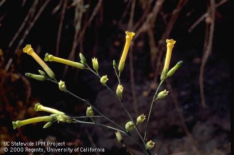 Tree tobacco flower, <I>Nicotiana glauca</I><TT>.</TT>.