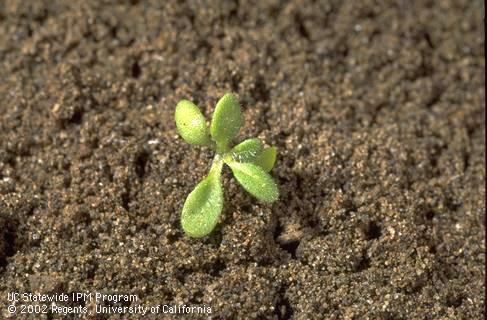 Seedling at the four-leaf stage. Not certain of species ID (Joe DiTomaso).   Credit: Jack Kelly Clark