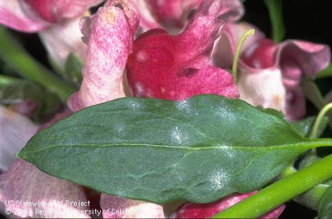 Blossom damaged by powdery mildew.