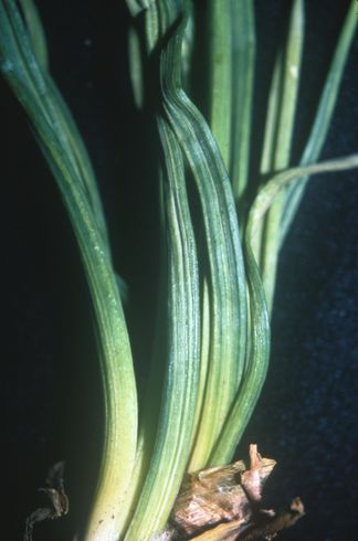 Yellow streaks on leaves caused by <I>Onion yellow dwarf virus.</I>  .