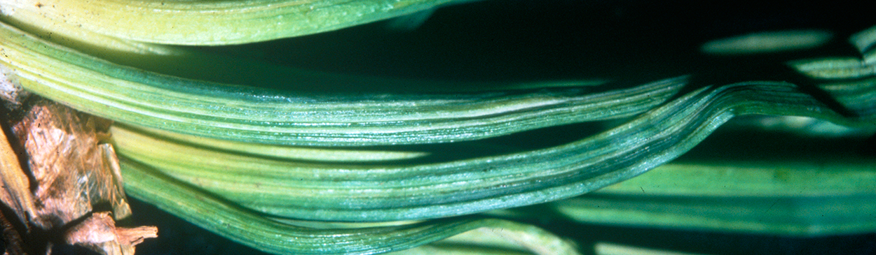 Yellow streaks on leaves caused by Onion yellow dwarf virus.