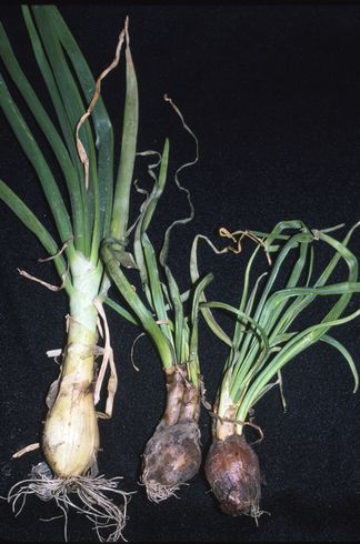 Yellow leaf streaks and crinkled leaves caused by <I>Onion yellow dwarf virus.</I> .