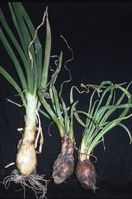 Onion yellow dwarf virus