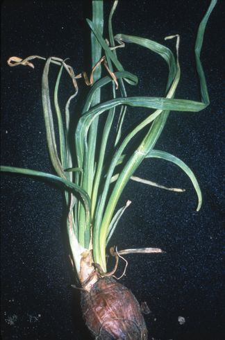 Yellow leaf streaks and crinkled leaves caused by <I>Onion yellow dwarf virus.</I> .