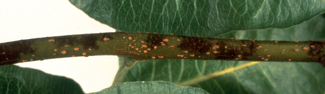 Dark powdery mildew lesions on pistachio shoot.