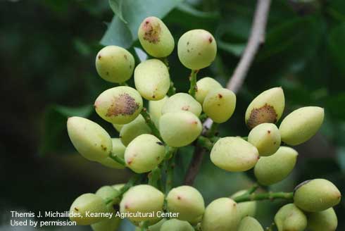 Pistachio fruit infected with powdery mildew are scarred where fungal mycelia dried. 