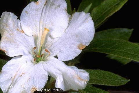 Water-soaked blotches on white azalea petals infected with flower blight fungus, <i>Ovulinia azaleae.</i>.