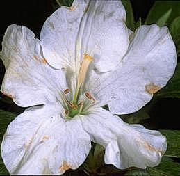 Brown lesions of Ovulinia petal blight.